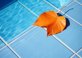 Poszter 84x59,5cm Levél a víz mellett