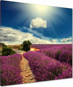 Vászonkép 80x80 Levendula tájkép