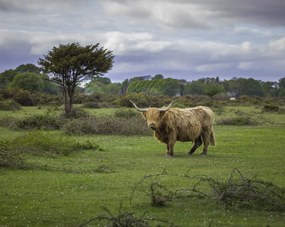Poszter 76x60,5cm Tehén a faluban 3, Assaf Frank