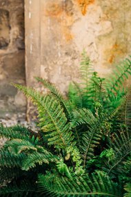 Művészeti fotózás Green fern leaves lush foliage., Olena  Malik, (26.7 x 40 cm)