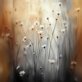 Vászonkép Canvas Reggel Rét Virágok Margaréta Kamilla Bokeh 80x80