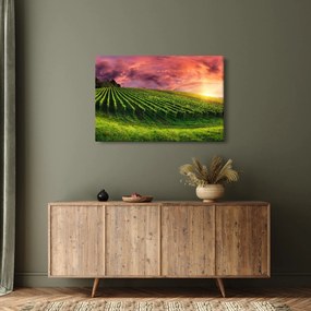 Szőlőskert és a színes égbolt képe (90x60 cm)