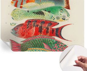 Modern öntapadós fali fotótapéta Egzotikus halak 416x254 cm