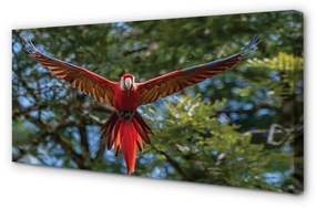 Canvas képek Ara papagáj 120x60 cm