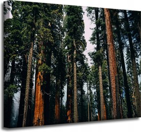Vászonkép Természet Erdő Tűlevelű fák 50x40