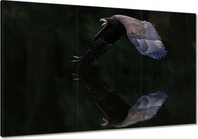 Vászonkép 120x80 Madarak