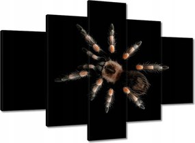 Festmények 150x105 Nagy Tarantula pók