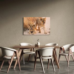 Kép - Kölyök oroszlánok (90x60 cm)