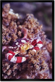 Poszterek keretben 40x60 Kék tengeri világ