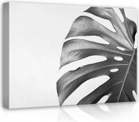 Vászonkép 70x50 Monstera levél botanika természet minimalizmus fekete fehér árnyék forma