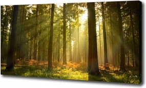 Nagyméretű vászonkép Erdő a napsütésben 100x70 cm