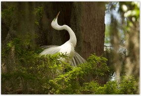 Poszterek 155x105 Kalapos madár Tájkép Kilátás