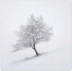 Poszterek 140x140 Fa Fák Kilátás