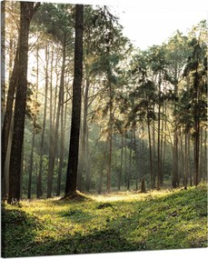 Vászonkép Erdő Fák Nap Természet 80x100 cm
