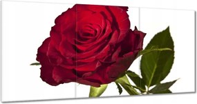 Vászonkép 120x60 Vörös rózsa