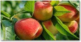 Fotó kép edzett üveg Őszibarack 140x70