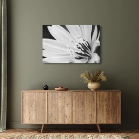 Kép - Fekete-fehér virág (90x60 cm)