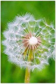 Poszterek 80x120 Pitypang Virág Virágok