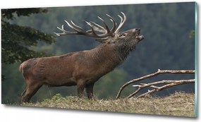 Fotó-üvegkép Szarvas a dombon 100x70