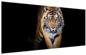 Kép - Tigris (120x50 cm)