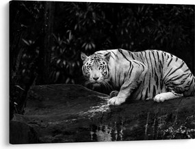 Kép - albínó tigris, fekete-fehér (70x50 cm)