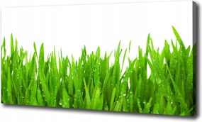 Fotótapéta nappaliba Fű 120x60 cm