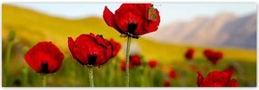 Poszterek 200x66 Piros pipacs VirĂĄgok Hegyek