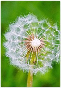 Poszterek 70x100 Pitypang Virág Virágok