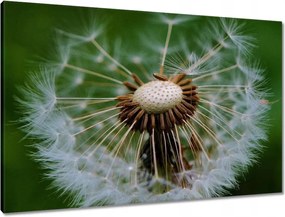 Vászonkép 90x60 Pitypang Virág Virágok