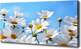 Canvas falikép Margaréták 120x60 cm