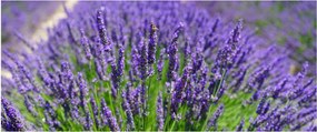 Kép - levandula (120x50 cm)