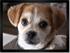 Poszterek keretben 40x30 Kutya