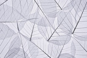 Poszter 45x30cm Csontváz levelek 2, Assaf Frank