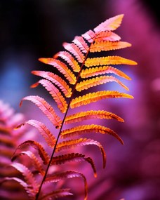 Poszter 40x50cm Őszi tűz