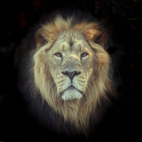 Poszter 70x70cm Oroszlánfej, Assaf Frank