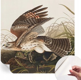 Öntapadós tapéta Falfestmény Prémium Szárnyas szépség 250x250 cm