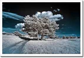 Poszterek keretben 60x40 Fa