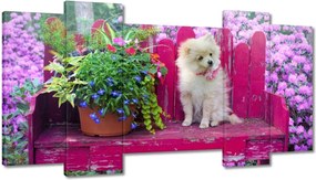 Képek 120x65 Kutya Kutyák