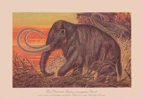 Illusztráció Woolly mammoth , chromolithograph, published in, ZU_09