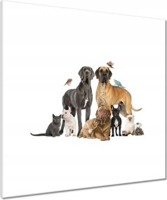 VĂĄszonkĂ©p 60x60 Kutya macska madĂĄr hĂŒllĆ nyĂșl