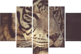 Tigris képe (150x105 cm)
