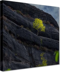 Vászonkép 60x60 Fa Fák Kilátás