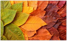 Fotótapéták 416x254 Őszi színes levelek Levelek az ősz színeiben