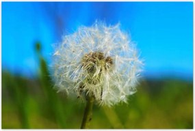 Poszterek 120x80 Pitypang Virág Virágok