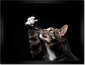 Poszterek keretben 40x30 Fajtatiszta macska kis mancsokkal