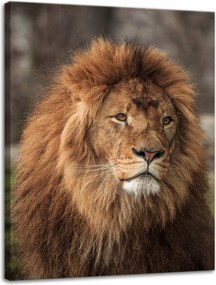 Vászonkép Elbűvölő Oroszlán Természet Arc Vadság 30x40 cm