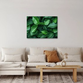 Kép - Zöld levelek (70x50 cm)