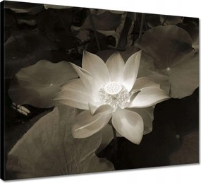 Vászonkép 50x40 Lótuszvirág