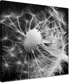 Vászonkép 40x40 Pitypang Virág Virágok