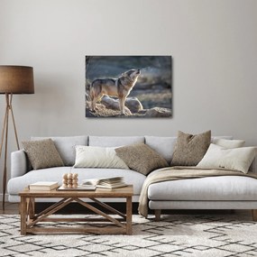 Kép - Üvöltő farkas (70x50 cm)